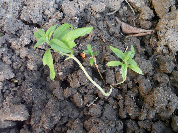 buddleja - achizitii 2014