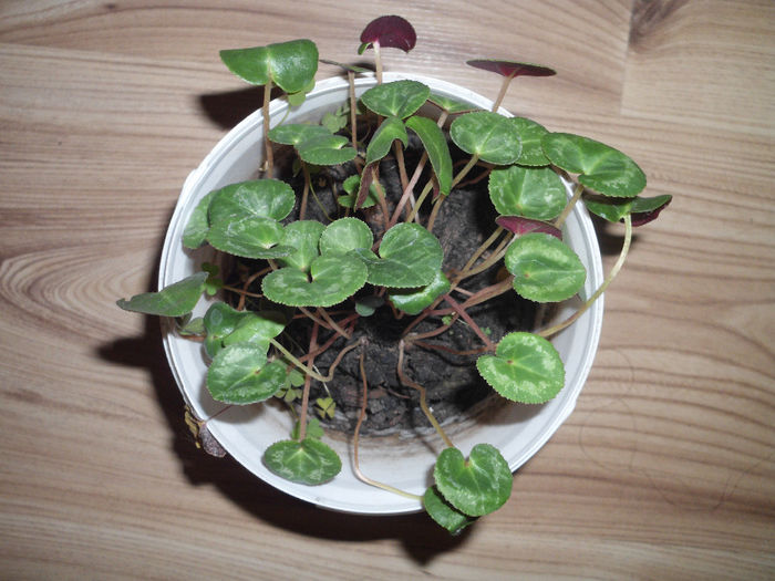 experiment seminte cyclamen - a Flori 2014