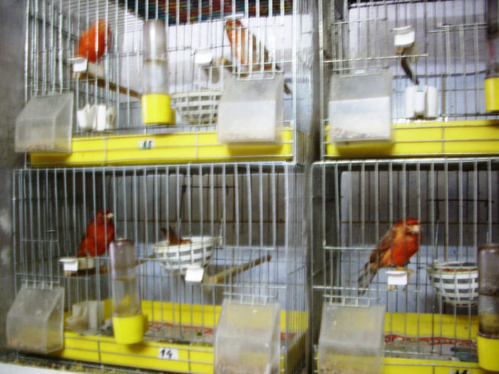 CANARI LA CUIB 2014 002