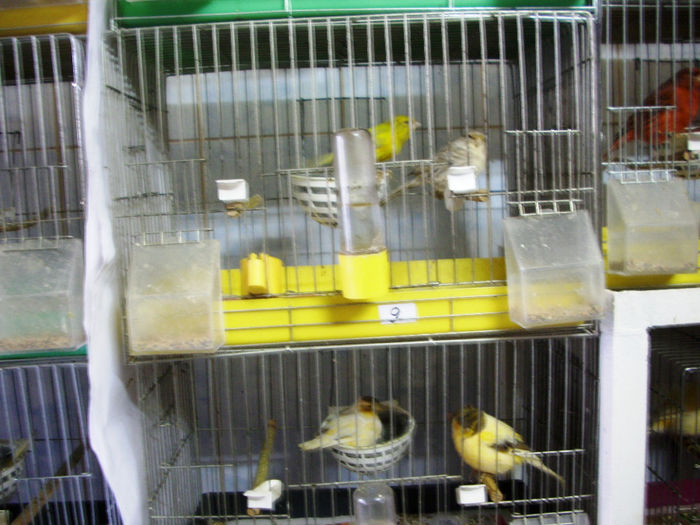 CANARI LA CUIB 2014 004