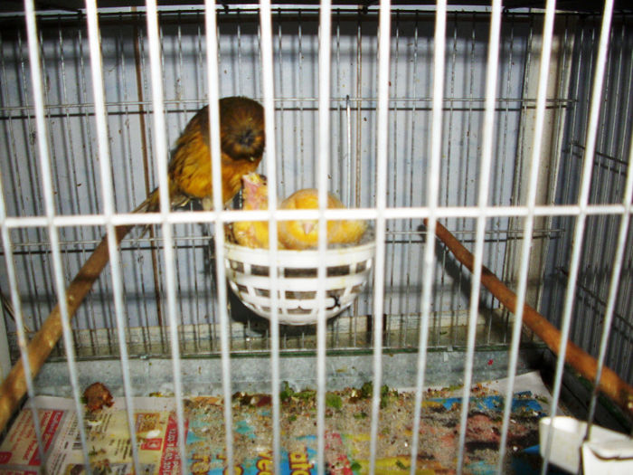 O FAMILIE FERICITA-CRESTED