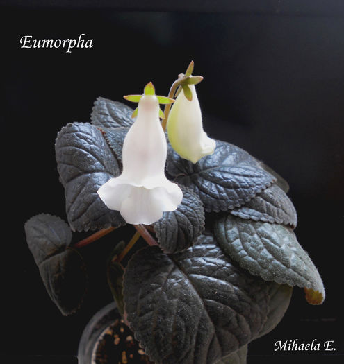 DSCN6118 - Eumorpha