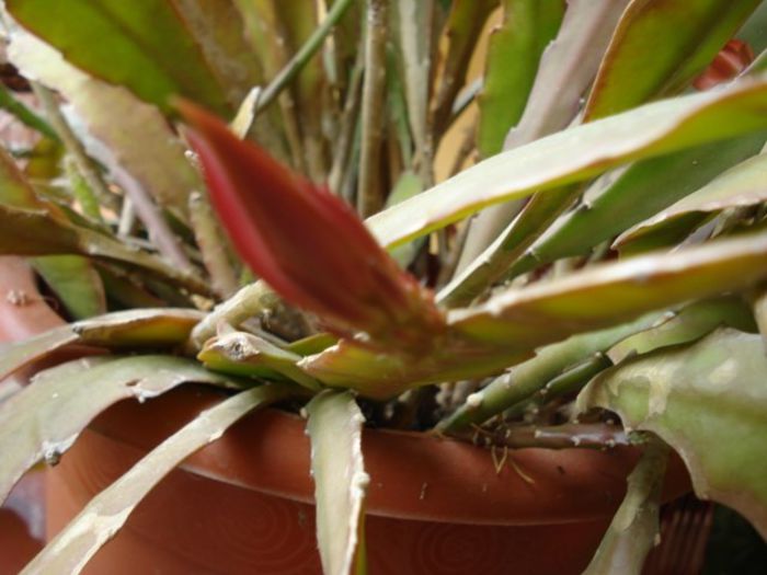 epi alb-galbui, semne de inflorire (1) - epiphyllum