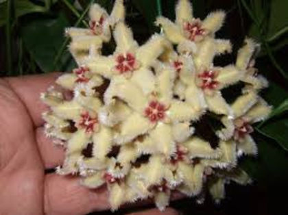 hoya buotti