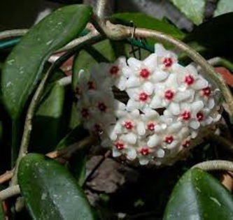hoya carnosa