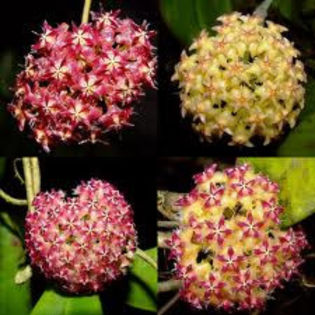 hoya mindorensis