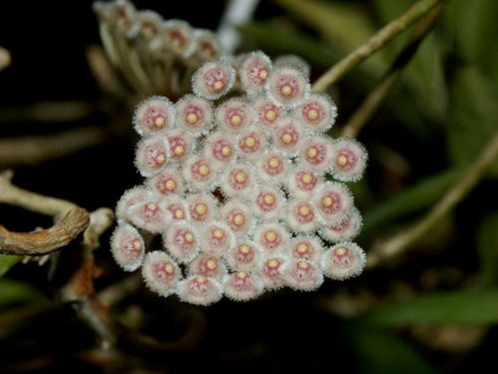 hoya parviflora