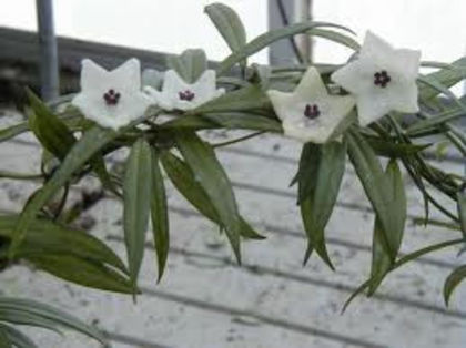 hoya pauciflora