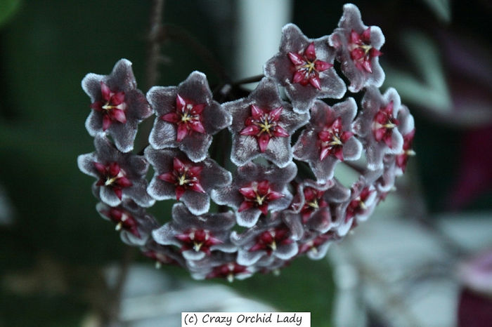 hoya royal  hawaiian blch dragon