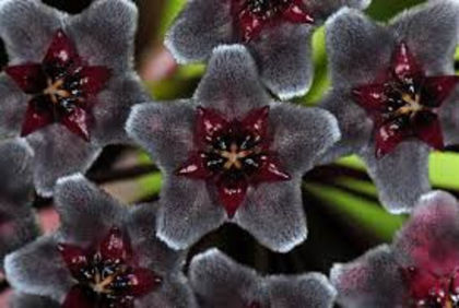 hoya royal hawaiian purple