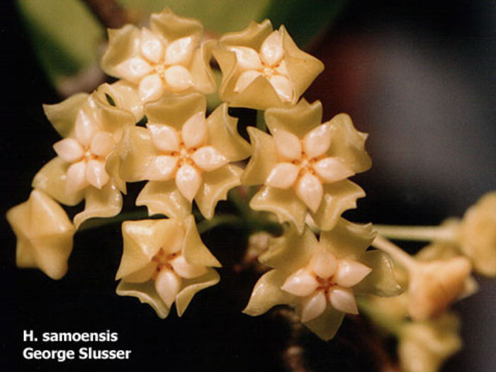 hoya samoensis - Asa ma astept sa infloreasca