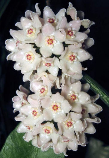 hoya shepherdii