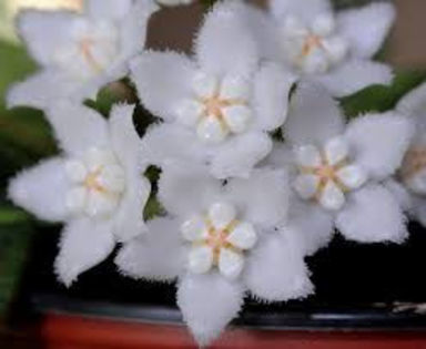 hoya thomsonii - Asa ma astept sa infloreasca