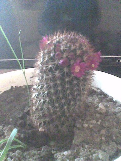 5  04 2014 - cactusi