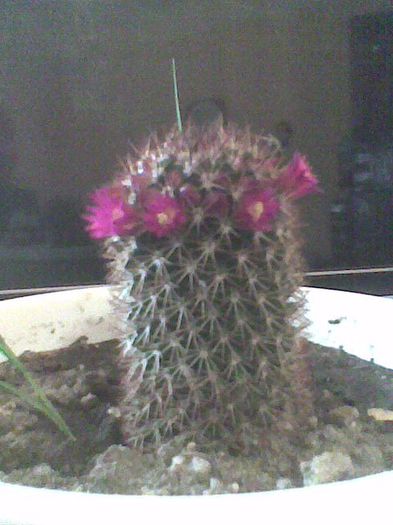 5 04 2014 - cactusi
