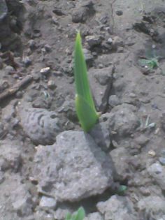 Imag1793 - gladiole 2014