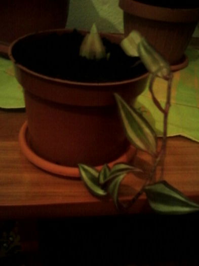 trandescania zebrina