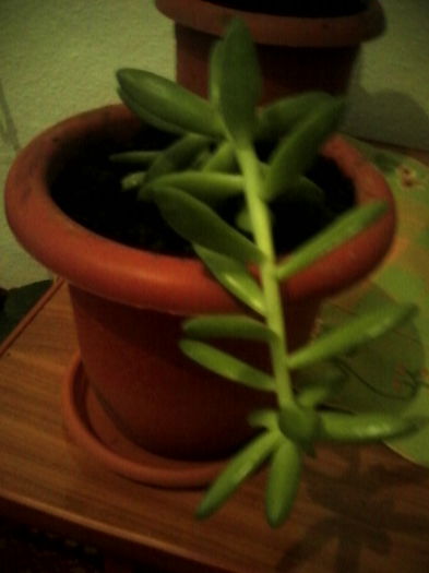 IMG_20140405_163344 - flori de interior 2014