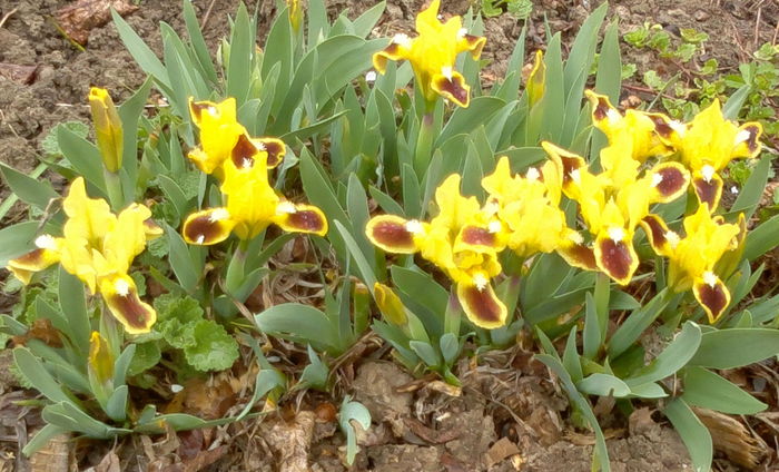 2014-04-05si primii irisi pumila