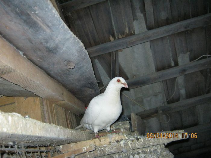 Kép 049