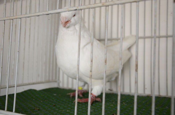 F 2011-Ro-Vanduta - Porumbei Americani-Vanduti