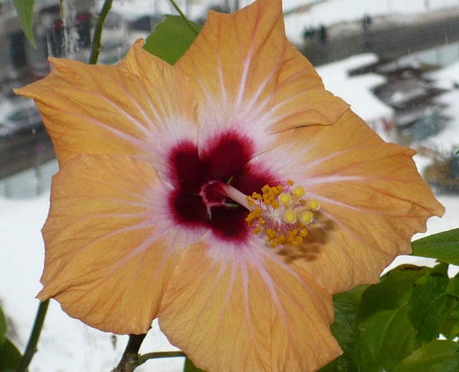 P1490715 crop 2
