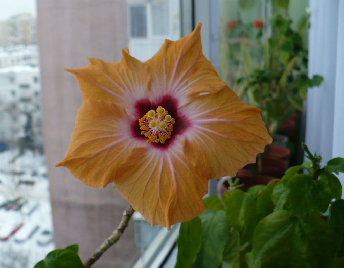 P1490720 crop