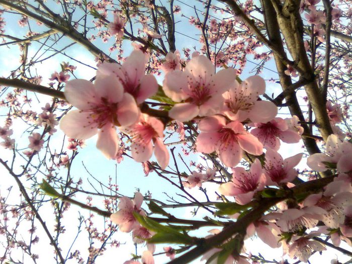 Flori de piersic - Recunoasterea arborilor dupa flori