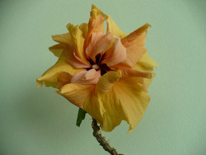 P1500120