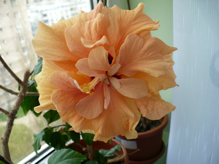 P1500223