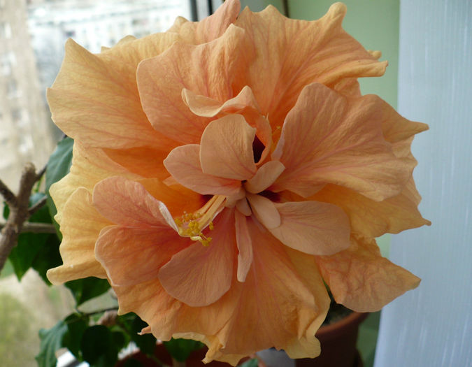 P1500225