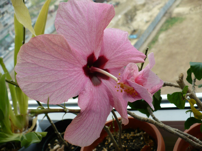 P1500226