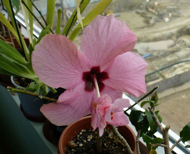 P1500229
