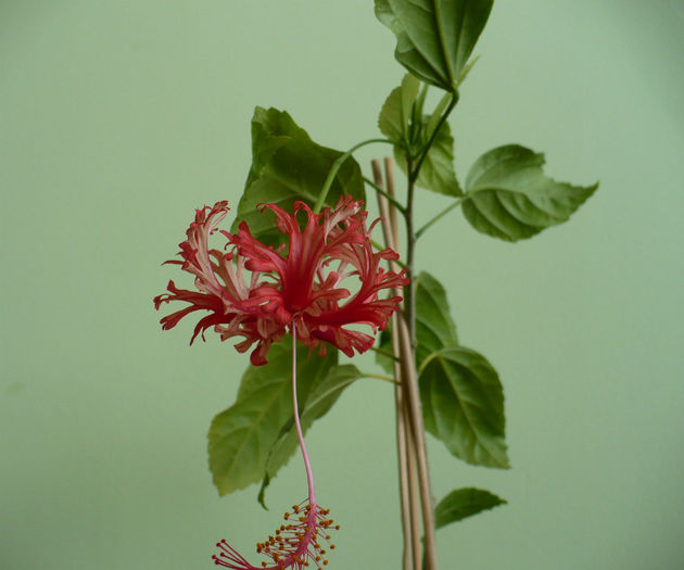 P1500537