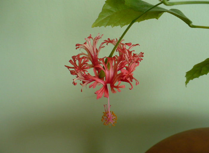 P1500546
