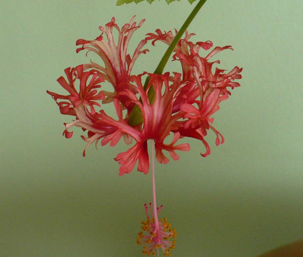 P1500544 crop