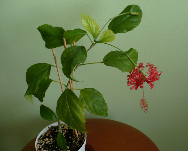 P1500551