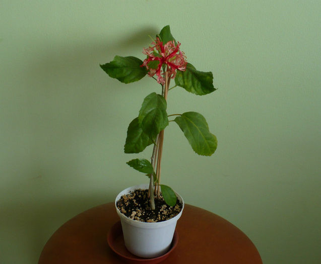 schizopetalus