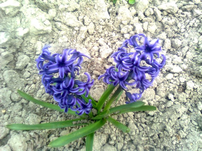 Imagine1367 - flori de primavara