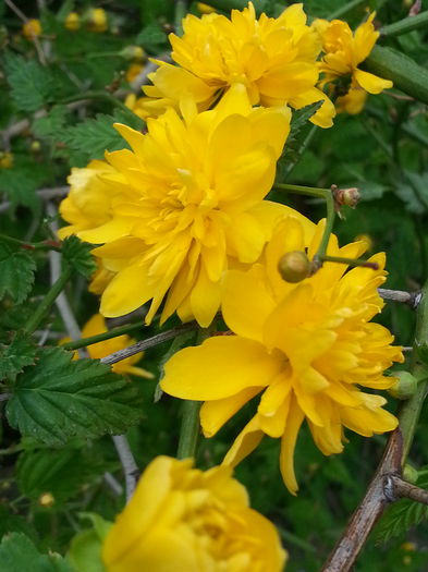 Kerria Japonica....15 lei