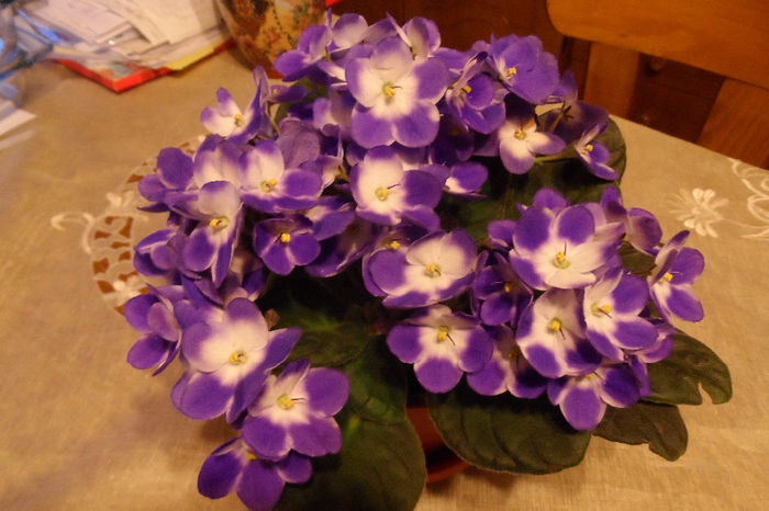 Are foarte multe flori, primita de 8 martie!; Optimara Chagall
