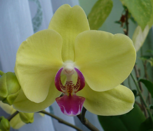 P1490781 - Orhidee 2014