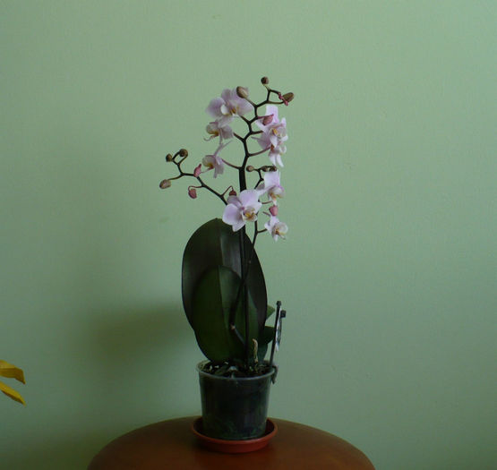 17 februarie - Orhidee 2014