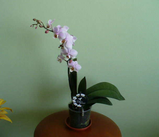 Little Kolibri Orchid - Orhidee 2014