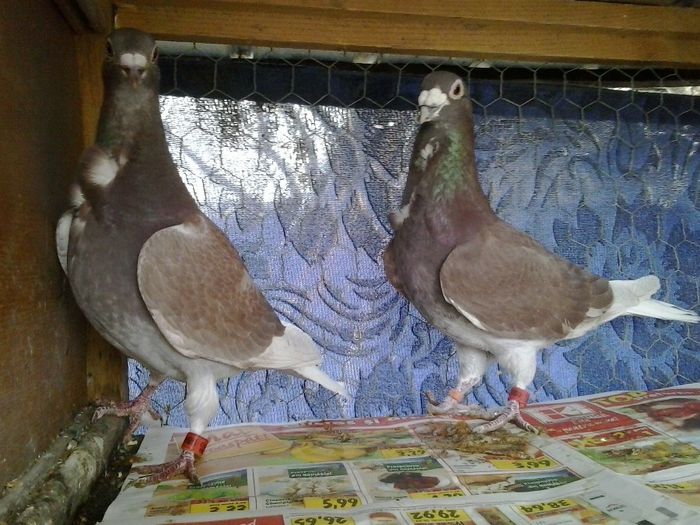 M 2010 & F 2010
