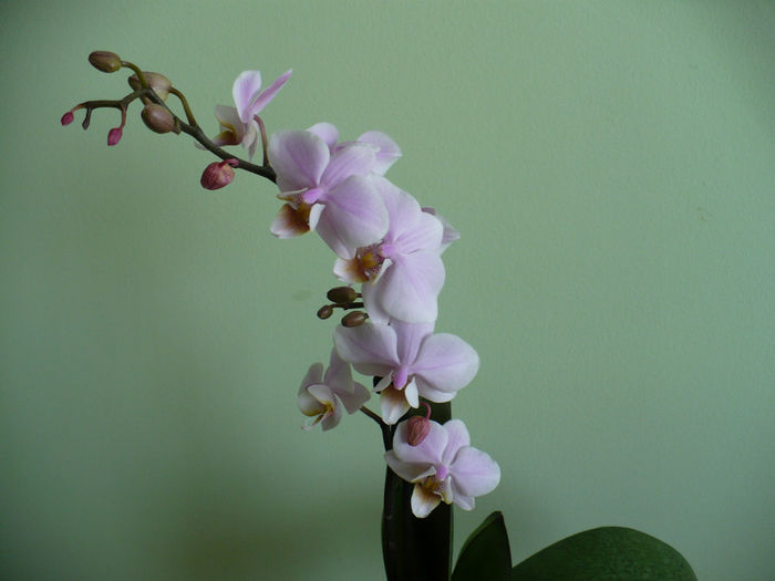 florile sunt parfumate in primele ore ale zilei - Orhidee 2014