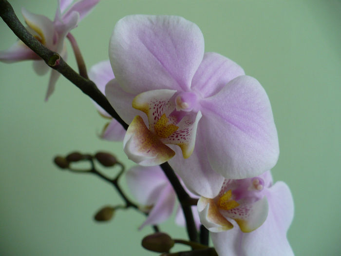 P1490840 - Orhidee 2014