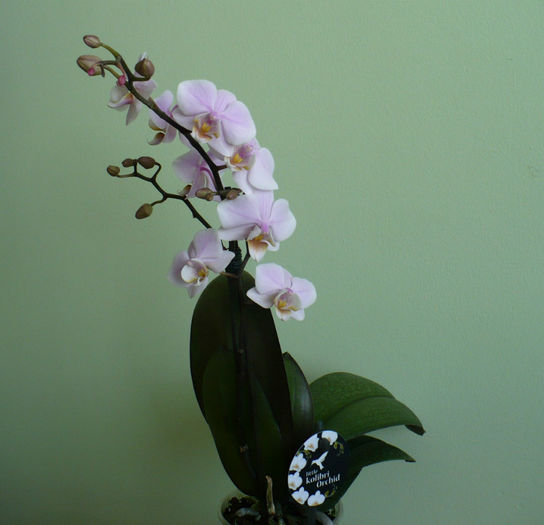P1490841 - Orhidee 2014