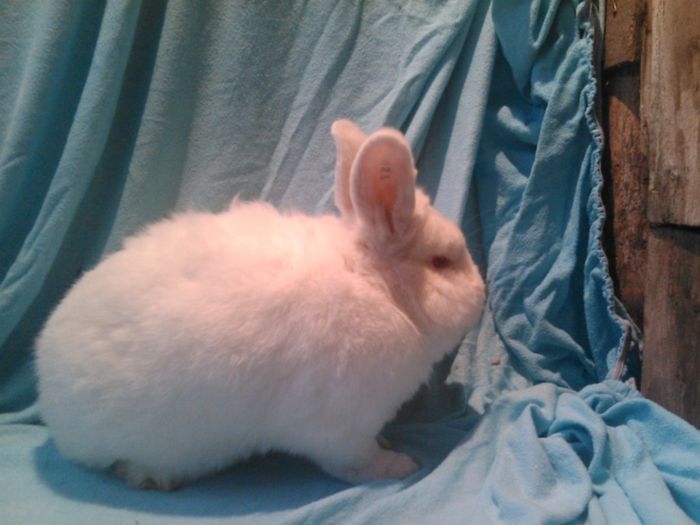 iepurasi (9) - Contact