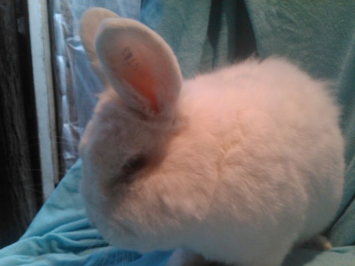 iepurasi (17) - Contact